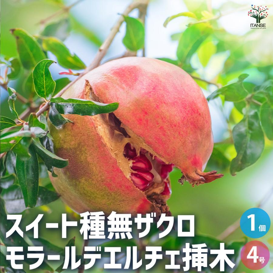 ITANSE スイート種無ザクロ モラールデエルチェ 果樹の苗木 4号鉢