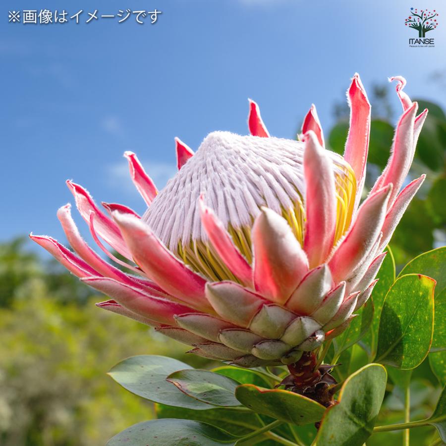 プロテア シナロイデス スプリング 花木苗 4号/1個売り 美しく彩られた