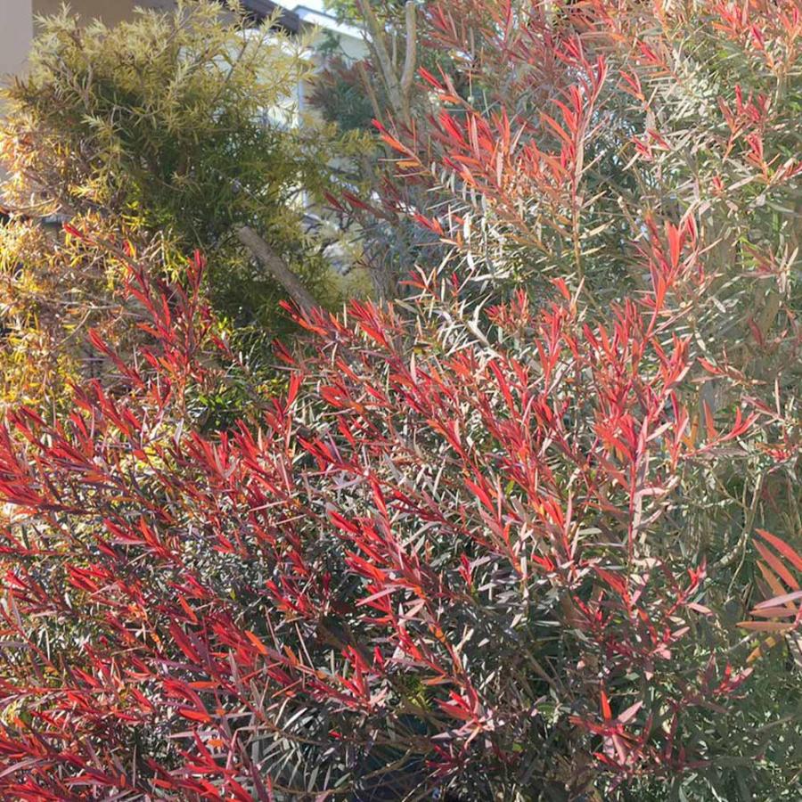 メラレウカ・レッドジェム 【庭木 4.5号鉢 庭園樹木・ハーブ／1個売り