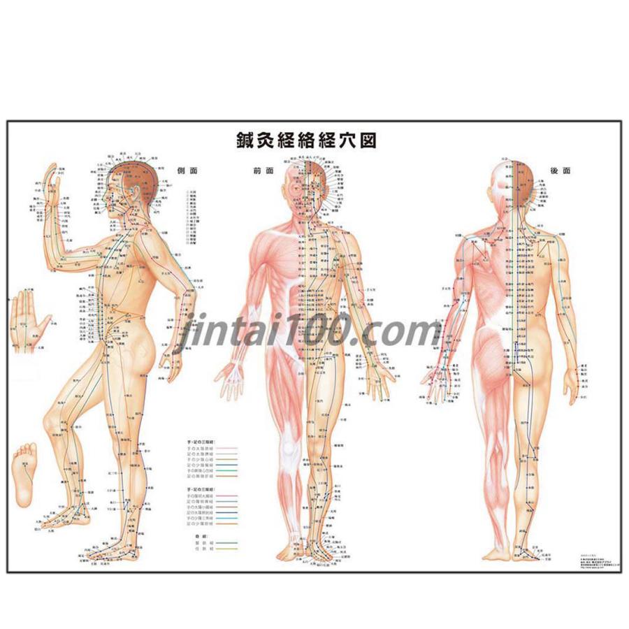 鍼灸経絡経穴図」医学ポスター ポスター B2サイズ 東洋医学ポスター