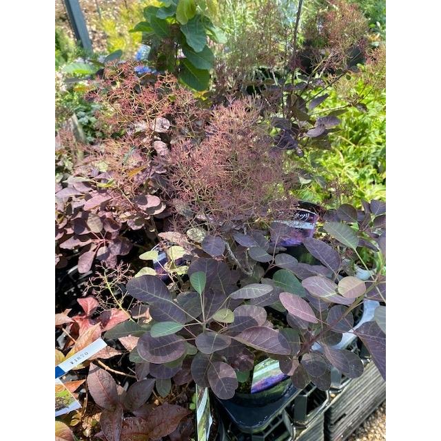 スモークツリー・ルブリフォリウス 落葉樹 7号鉢 : 大神ファームYahoo