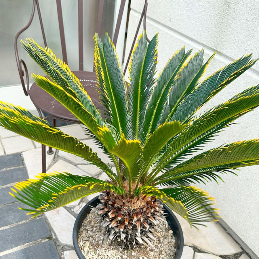 観葉植物 おしゃれ 大型 本物 キンカンソテツ 10号 現品 金冠 金環 黒