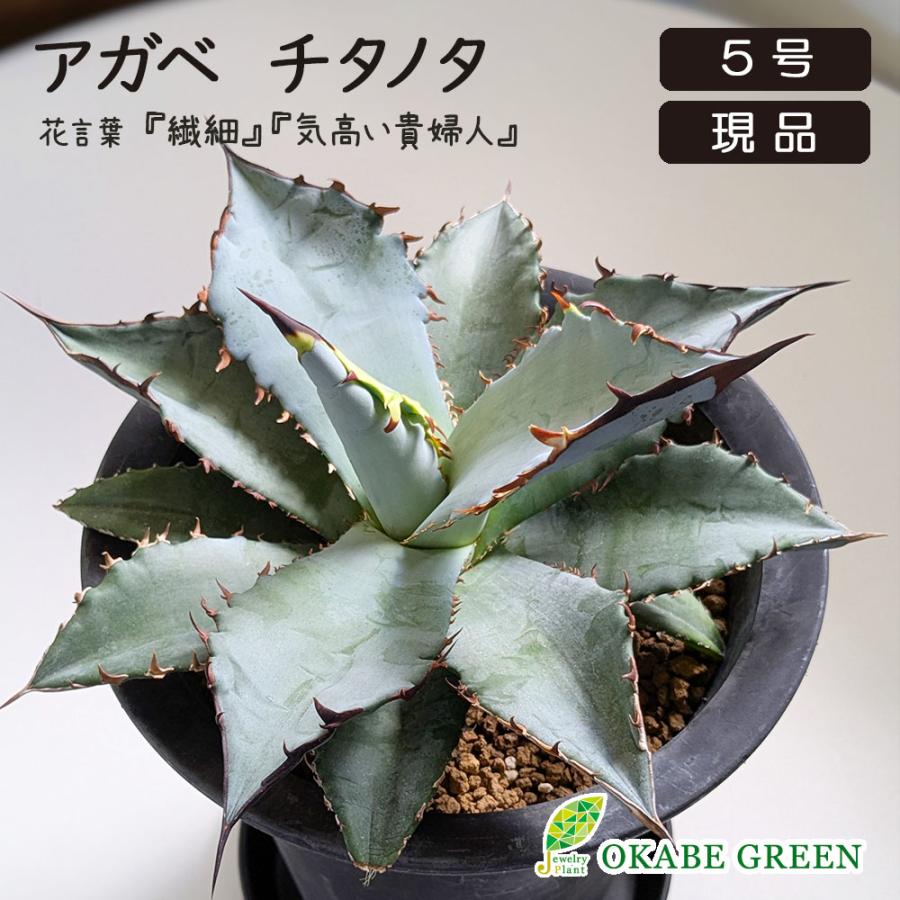 観葉植物 アガベ チタノタ 5号 現品 ティタノタ 黒プラスチック鉢