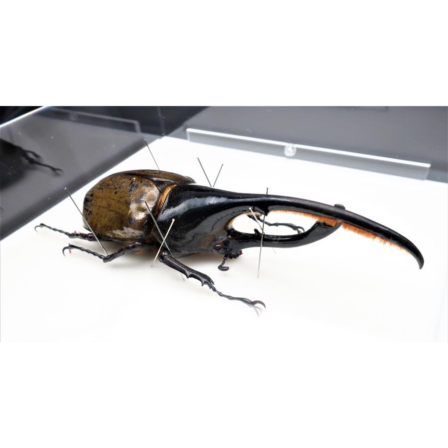 昆虫の標本 ヘラクレスオオカブト D.hercres アクリルフレーム