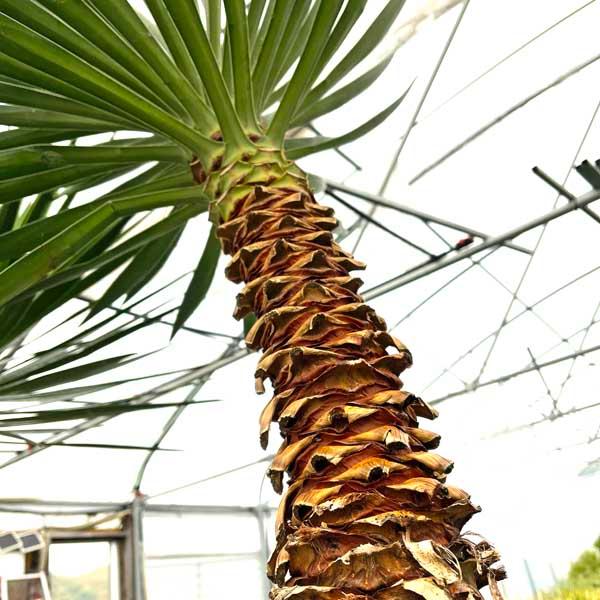 アロイフォリア ユッカ・アロイフォリア 観葉植物 お祝 新築祝い 開店