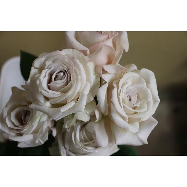 バラ苗 kn30-1 4号 今井清作出 切り花品種接ぎ木（植え替えず11〜4