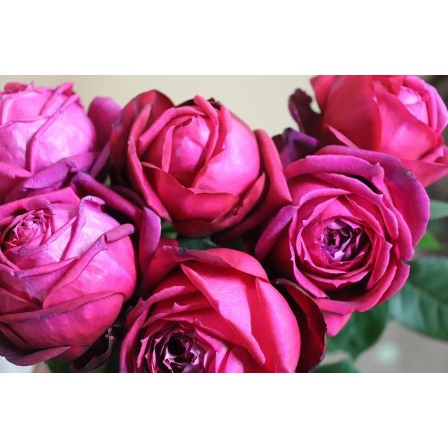 バラ苗 強香 kn29-48 4号 今井清監修 切り花品種接ぎ木（植え