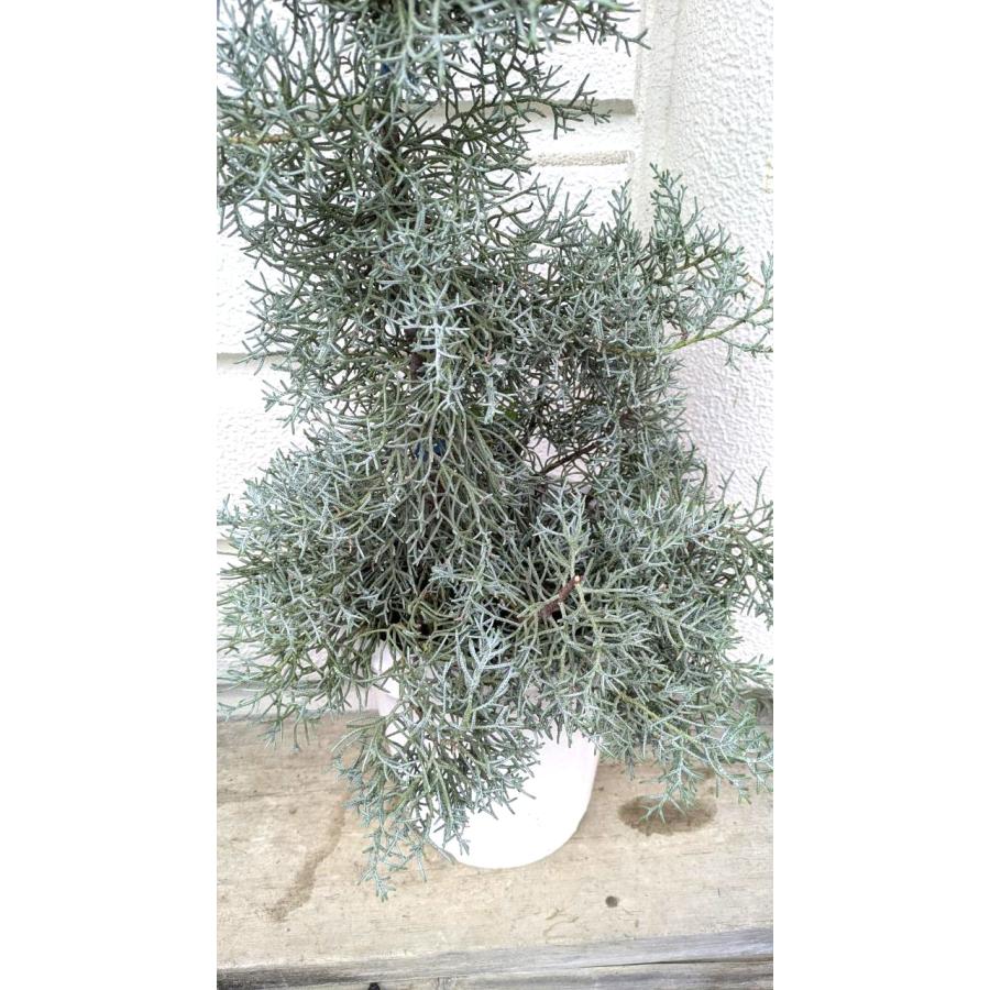 とても良い香りのコニファー・ブルーアイス ブラック7号プラ鉢植え 鉢