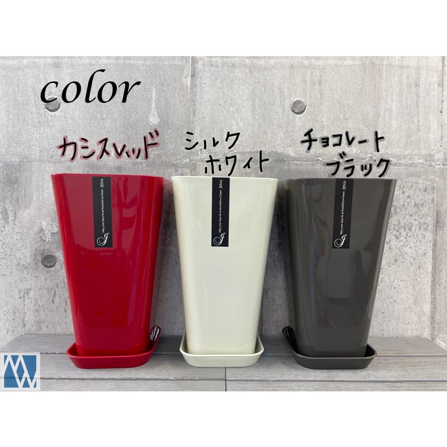 超美形。仕立てフェイジョア1.7M(鉢底から)品番C 超美形。仕立て