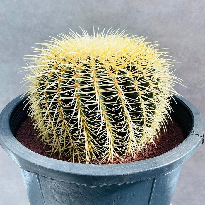 サボテンの王様 金鯱 12号鉢 大型 特大 観葉植物 多肉植物 金シャチ