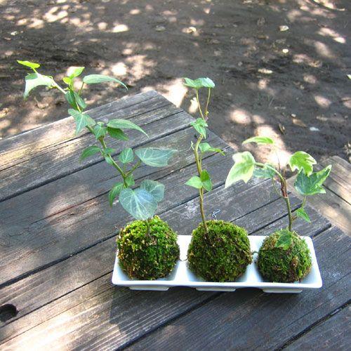 苔玉 盆栽 小さな苔玉 3兄弟 アイビー 3つ 器セット こけだま