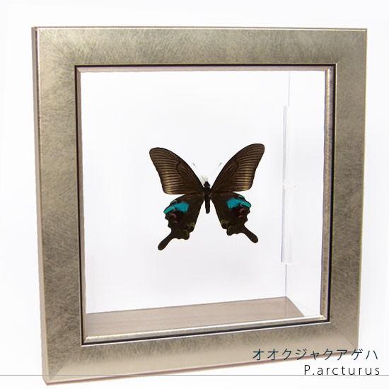 昆虫標本 蝶の標本 オオクジャクアゲハ メタリック調ライトフレーム