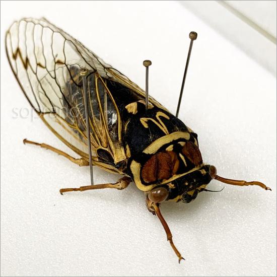 昆虫標本 コエゾゼミ メタリック調ライトフレーム : ソプラノYahoo!店