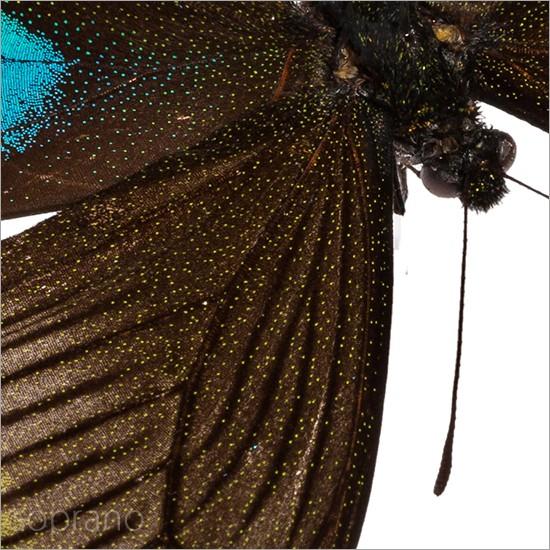 昆虫標本 蝶の標本 オオクジャクアゲハ メタリック調ライトフレーム