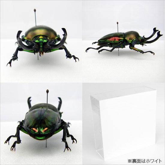 昆虫標本 ニジイロクワガタ アクリルフレーム 透明 : ソプラノYahoo!店
