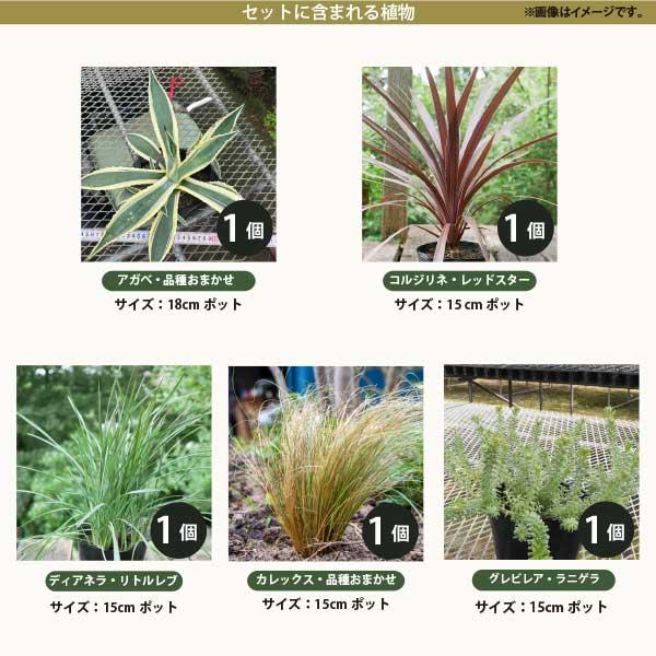 3月中旬以降発送** ロックガーデンセット これを植えるだけでお洒落