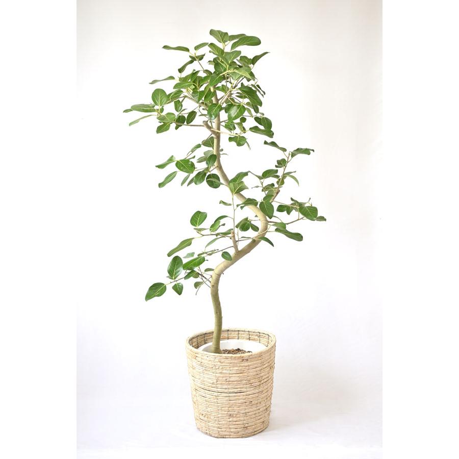 観葉植物 本物 フィカス・ベンガレンシス 10号鉢 ベンガルボダイジュ