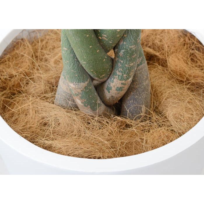 観葉植物 本物 アレカヤシ 10号鉢 白陶器鉢カバー付き セット