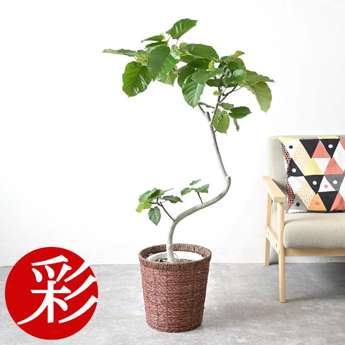 観葉植物 本物 フィカス ウンベラータ 曲がり樹形 8号鉢 大型 室内用