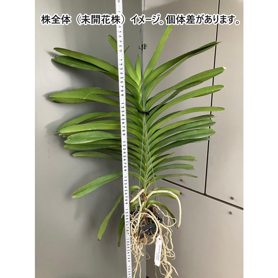 洋ラン 苗 バンダ パット デライト（Vanda Pat Delight） : サンサン