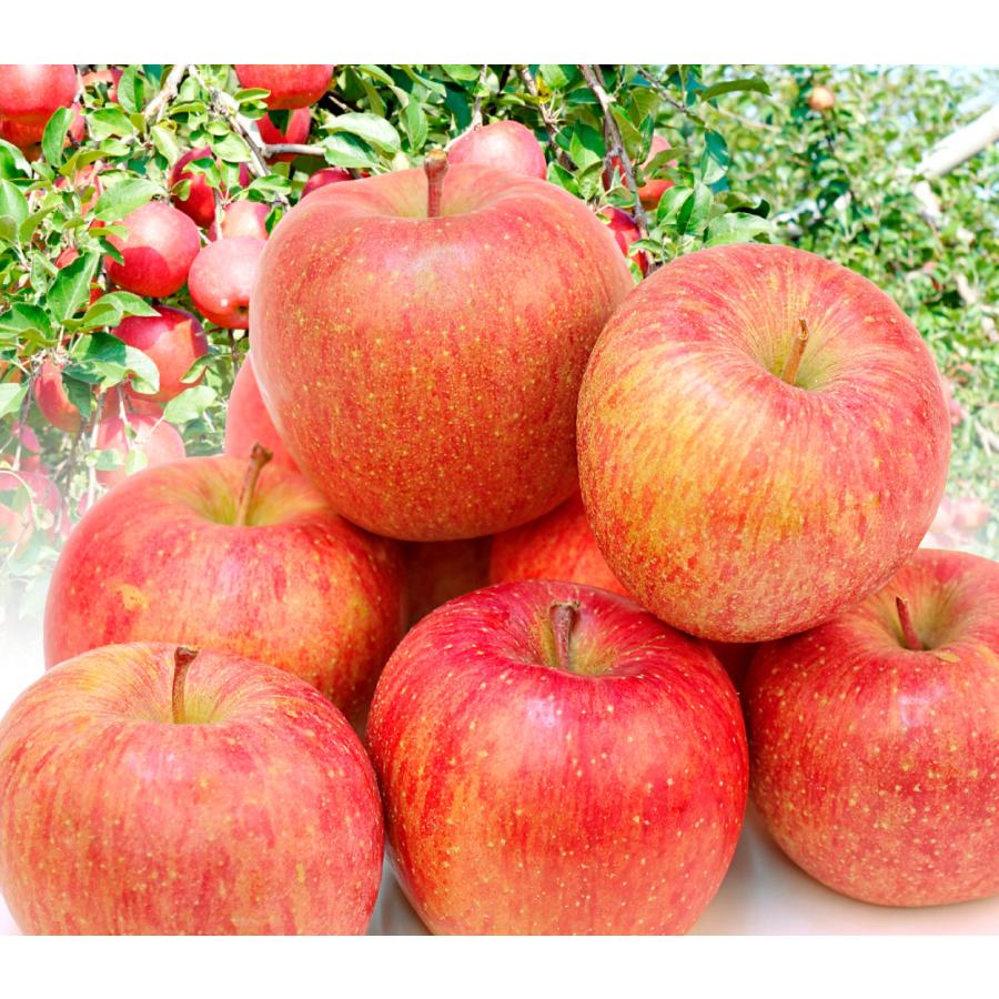りんご 10kg みちのく サンふじ 山形産 ご家庭用 ふじりんご 送料無料