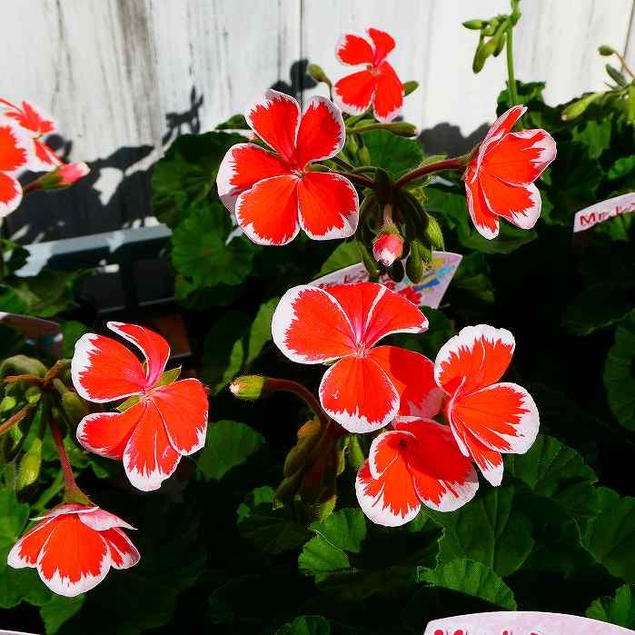 ゼラニウム 苗 ミスターレン 3.5号 ゼラニューム 赤 覆輪 赤白 レア