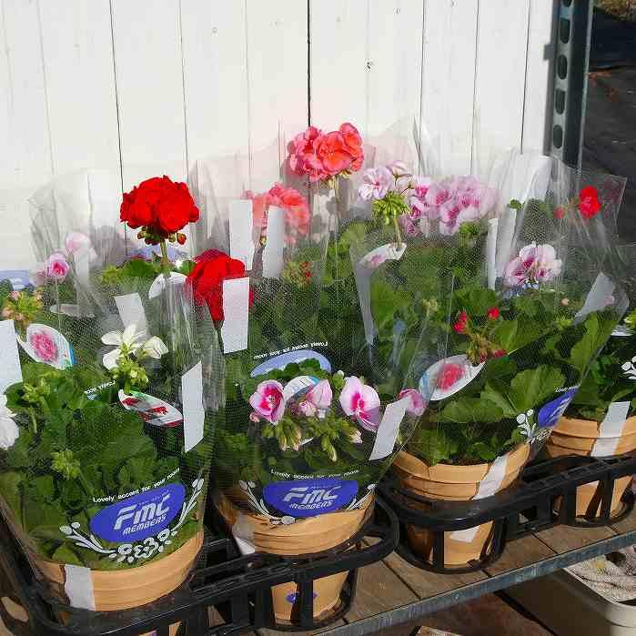 栄養系ゼラニウム クオリティ ピンクレース 5号鉢 鉢花 ゼラニューム