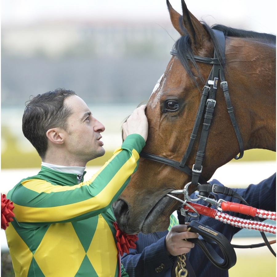 サトノダイヤモンド ぬいぐるみ Mサイズ 競馬 アイドルホース 第61回