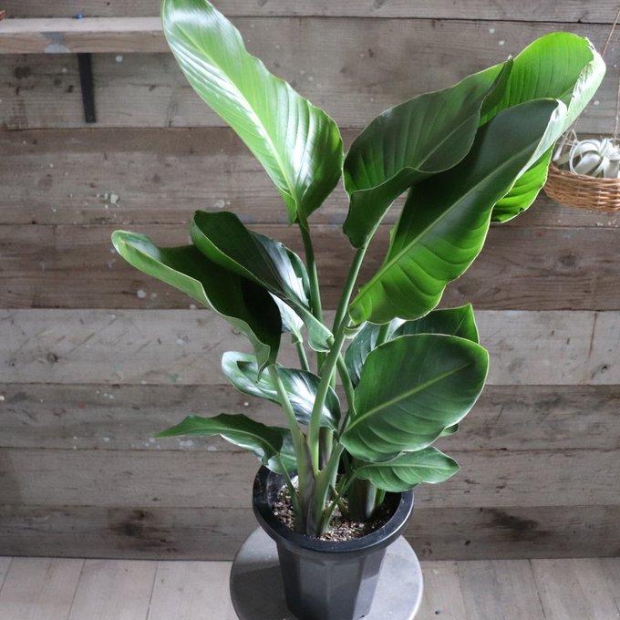 オーガスタ 大きな観葉植物 ストレチア 極楽鳥花 観葉植物 : パリ