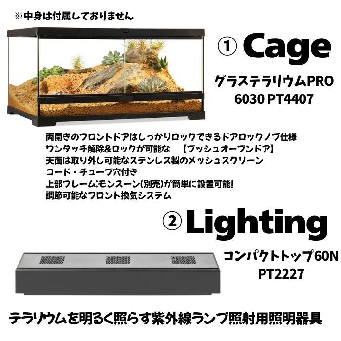 フトアゴヒゲトカゲリクガメ 飼育セット梅】ギリシャリクガメ