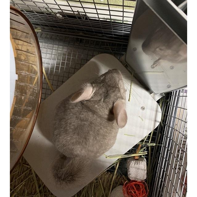 PC−200 チンチラのクーラー チンチラのヒーター チンチラの