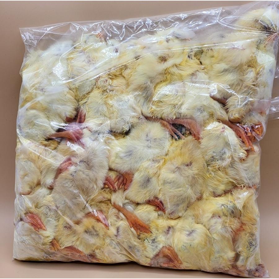 送料無料・クール便発送】国産冷凍ひよこ(雛) 480羽入り 猛禽類