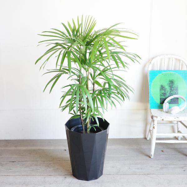棕櫚竹 シュロチク 8号 スタイリッシュな黒色鉢カバー 寒さに強い