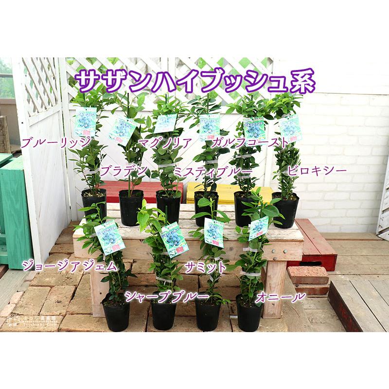 ブルーベリー 『 サザンハイブッシュ系 』 （ 2年生 ） 3.5号ポット苗