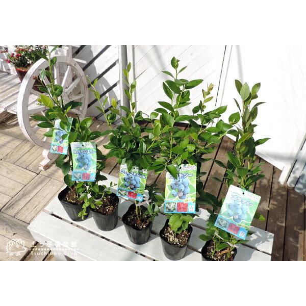 ブルーベリー 『 サザンハイブッシュ系 』 （ 2年生 ） 3.5号ポット苗