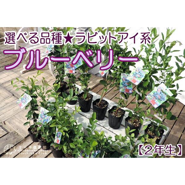 ブルーベリー苗 3.5号ポット50本セット ブルーベリー苗 3.5号ポット50