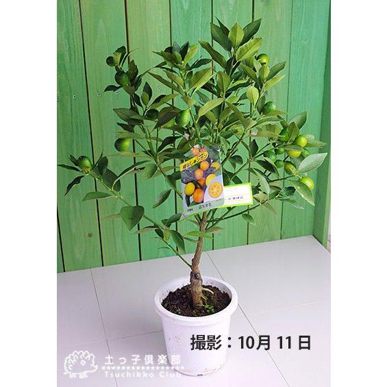 実付き ） タネなし金柑 『 ぷちまる 』 接ぎ木苗 5号鉢植え プチマル