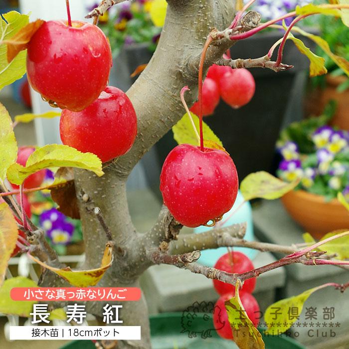 実付き 】 姫りんご 長寿紅 18cm鉢植え : 花と緑の専門店 土っ子倶楽部