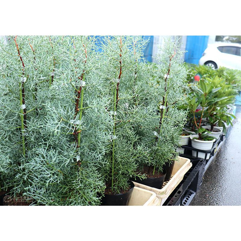 コニファー 『 ブルーアイス 』 12cm〜15cmポット苗 : 花と緑の専門店