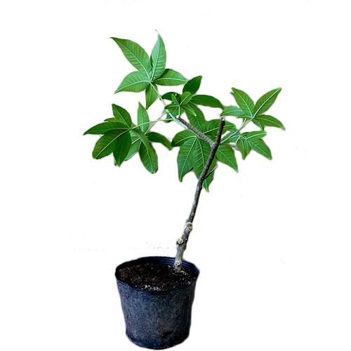 ホワイトサポテ苗 スマザーズ種 接木苗 : りゅうか商事 - 通販 - Yahoo