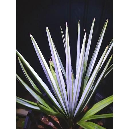 チャメロップス 7号◇チャメロプス フミリス セリフェラ◇Chamaerops