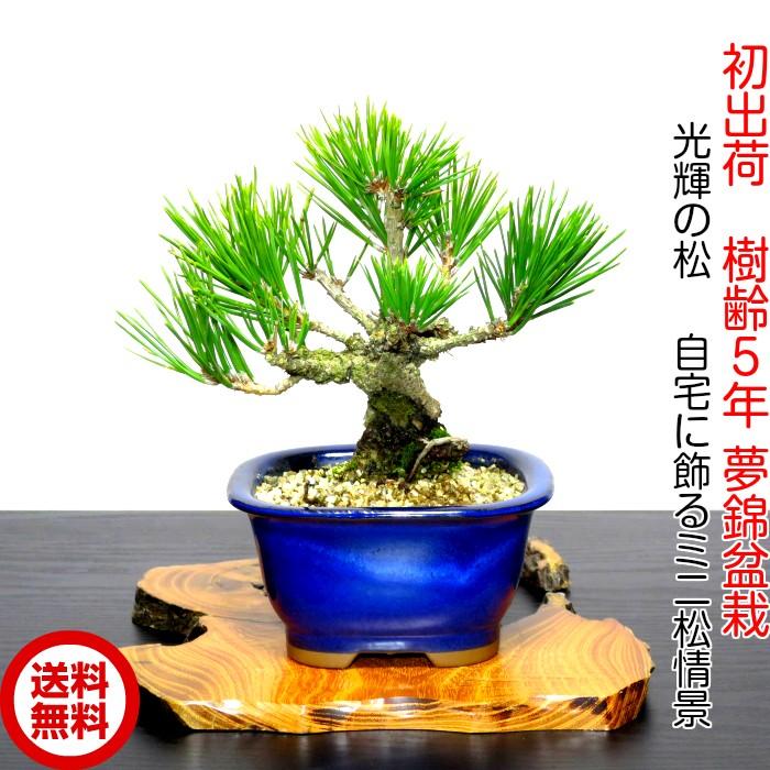 盆栽 松 樹齢5年 渾身の傑作 夢錦 黒松 ミニ錦松 飾りやすく育てやすい