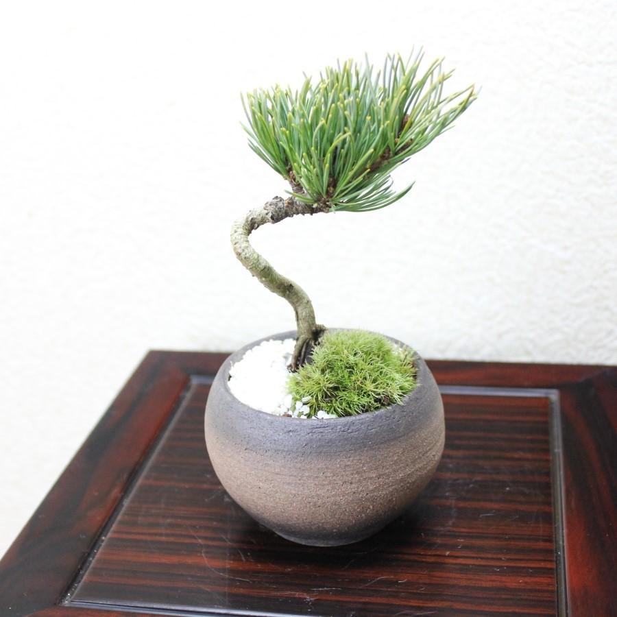 銀性八房 五葉松 ごようまつ bonsai 小品盆栽 : 盆栽ショップ わびさび