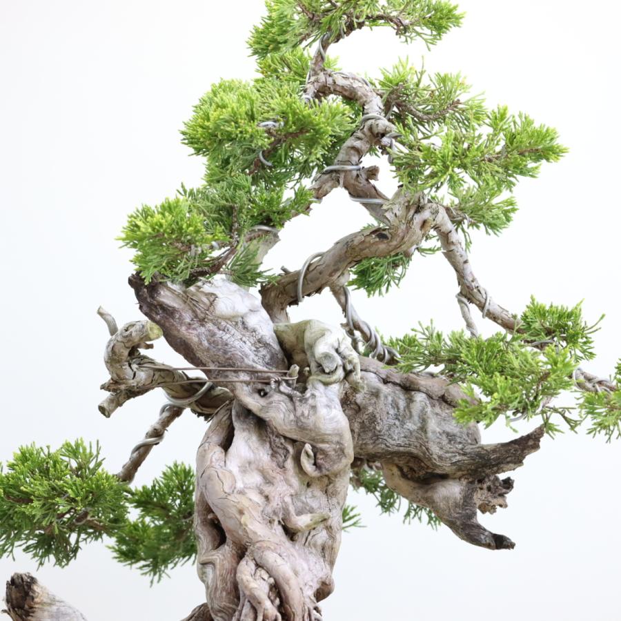 大品盆栽：極上糸魚川真柏 現品 しんぱく シンパク Shinpaku 送料無料