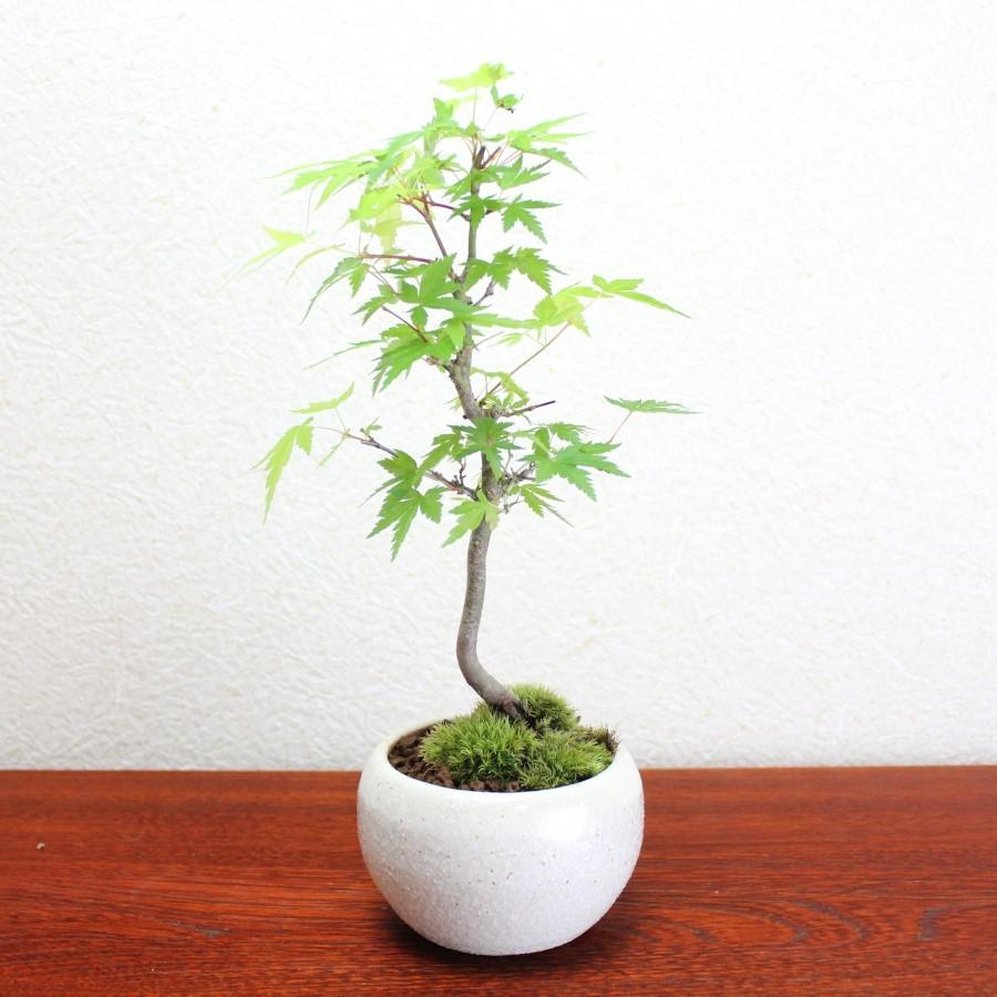 イロハモミジ盆栽 もみじ bonsai 送料無料 : 盆栽ショップ わびさび