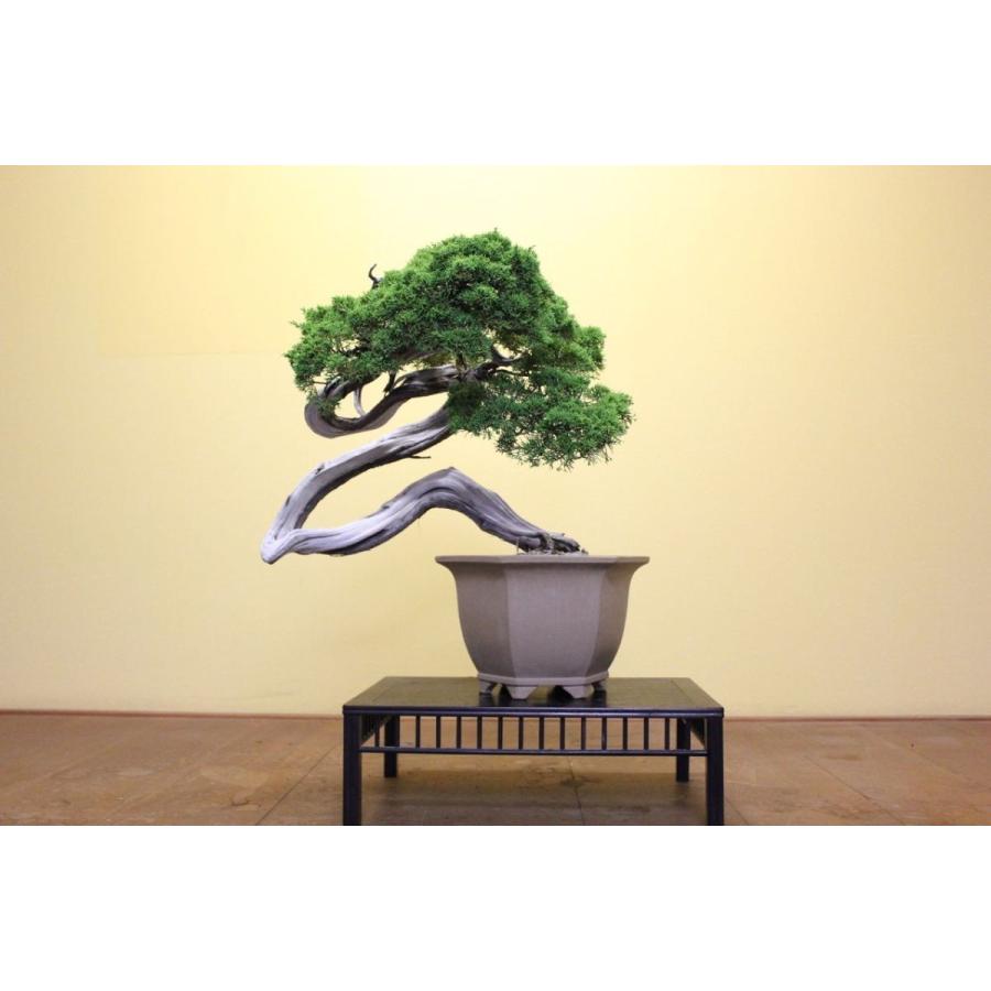 糸魚川真柏 : 盆栽ショップ わびさび Yahoo!店 - 通販 - Yahoo