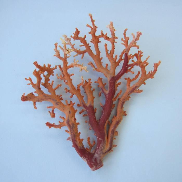 日本 高知産血赤珊瑚 原木 拝見 置物 素材 枝 パーツ 宝石サンゴ 珊瑚