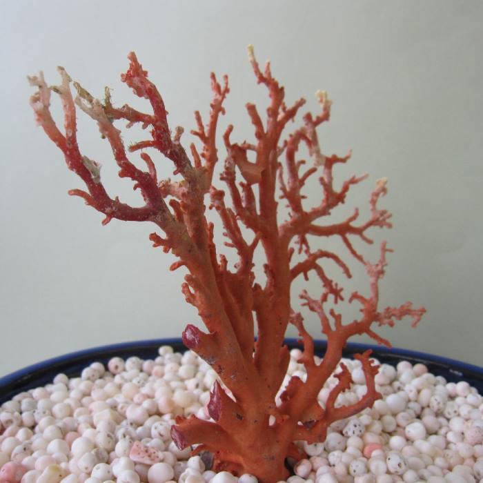 日本・高知沖産赤珊瑚の拝見・原木・置物 /飾り/盆栽風/『宝石サンゴ