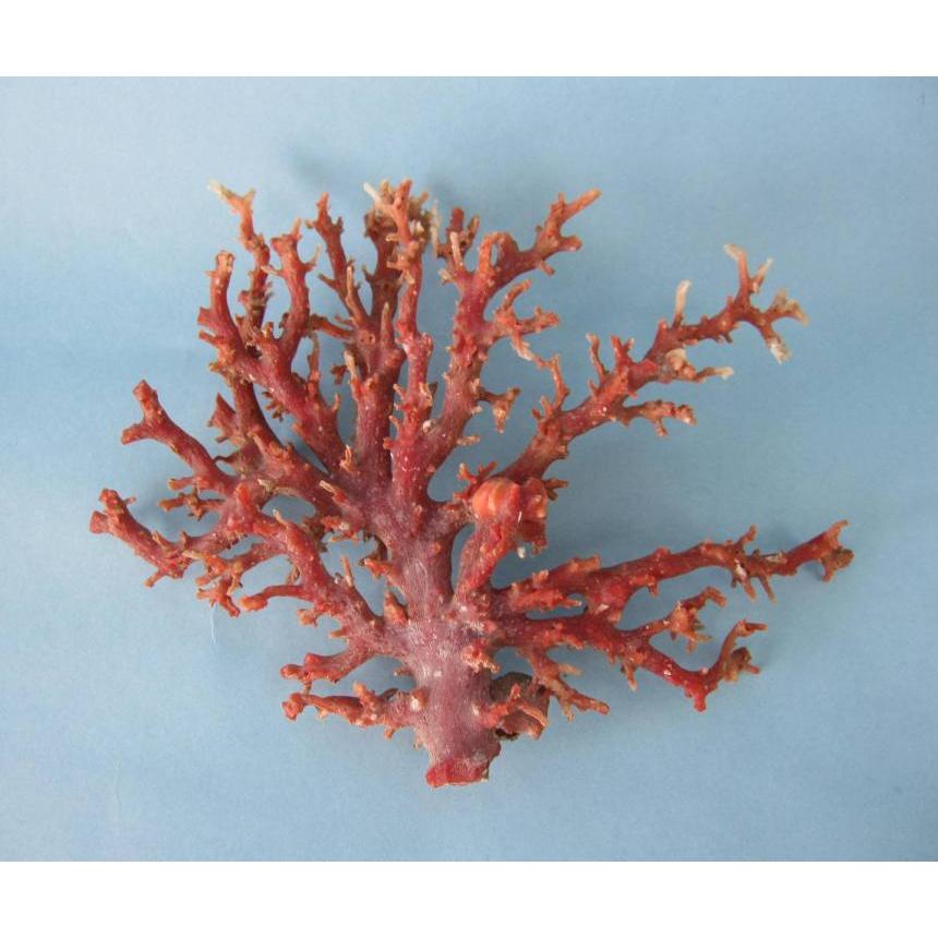 日本 高知沖産血赤珊瑚 原木 拝見 家宝 置物 飾り 盆栽風 宝石サンゴ