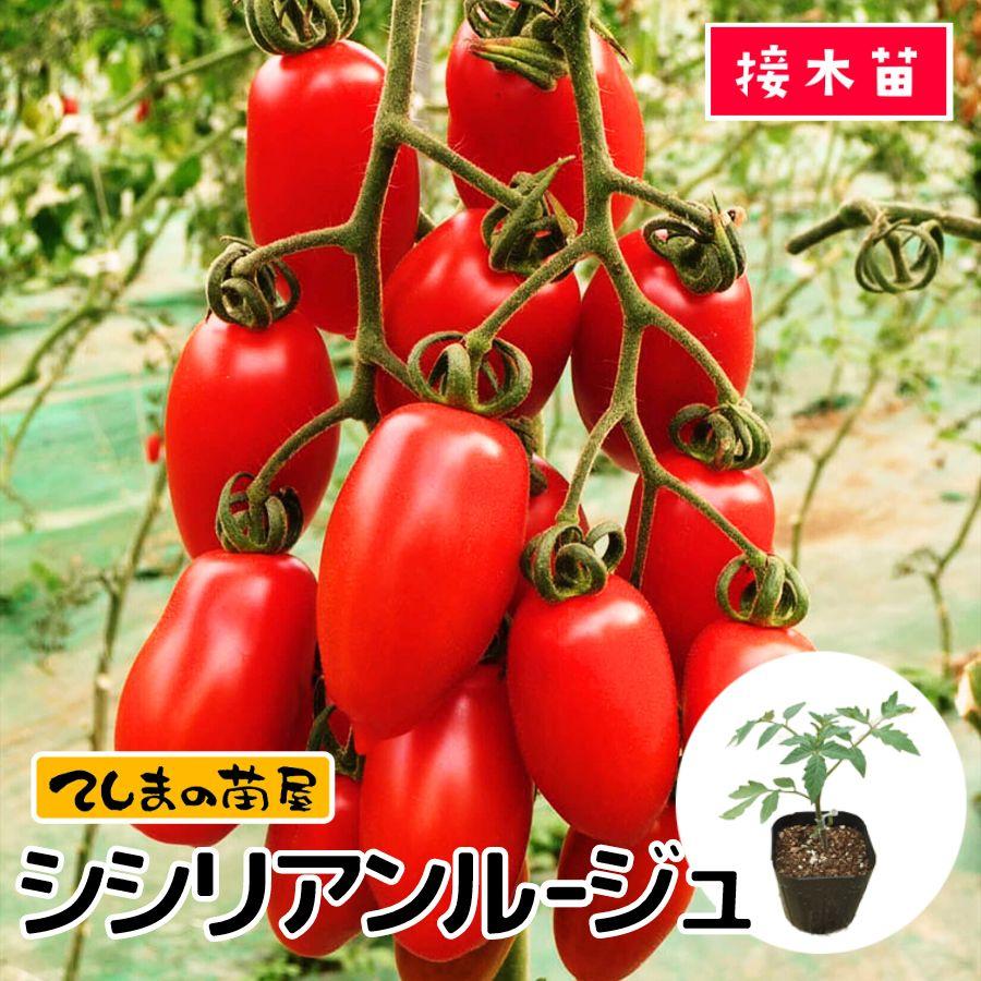 てしまの苗 トマト苗 シシリアンルージュ 断根接木苗 野菜苗 9cmポット